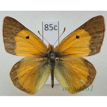 Colias manengoubensis Darge, 1968 male Cameroon85c